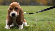 From @TingleTetra via Twitter: “@enabledby any chance you can help high level quad train n play with her puppy?” Do […]